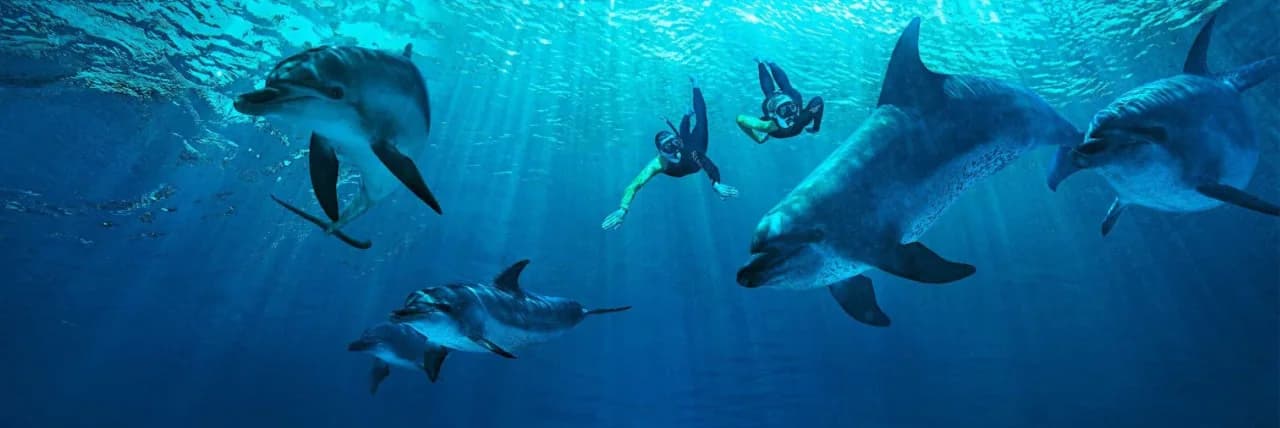 Dolphins and swimmers beneath the surface of the lagoon